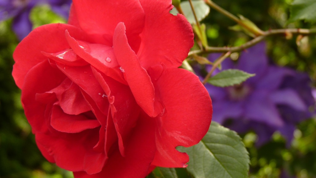Die Rose: ein Symbol der Schönheit (Foto: CC0/pixabay)