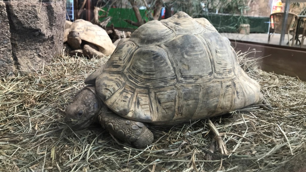 Ein Reptilienzoo mit möglichst viel tierischer Gesellschaft. (Foto: Christian Ignatzi)