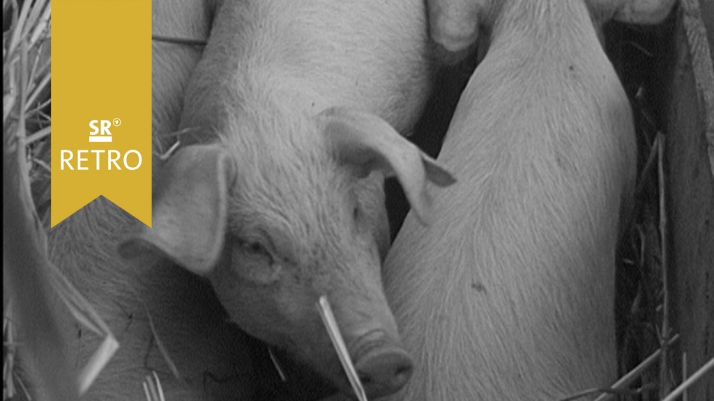 Foto: Ferkel/Schweine (Traditioneller Ferkelmarkt in Mettlach-Orscholz)