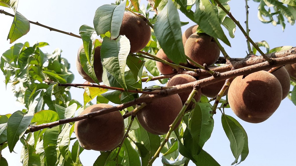 Foto: roter Weinbergpfirsich