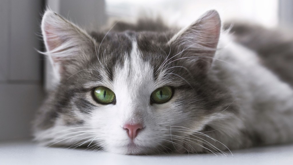 Eine Katze mit grünen Augen (Foto: Pixabay/StockSnap)