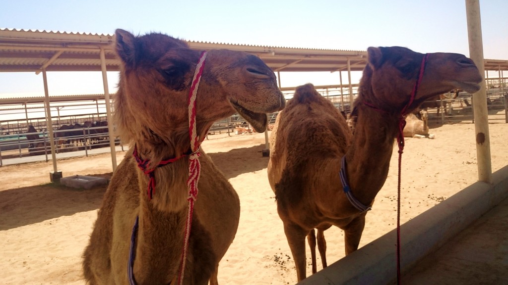 Symbolbild: zwei Kamele (Archivfoto: Michael Marek)