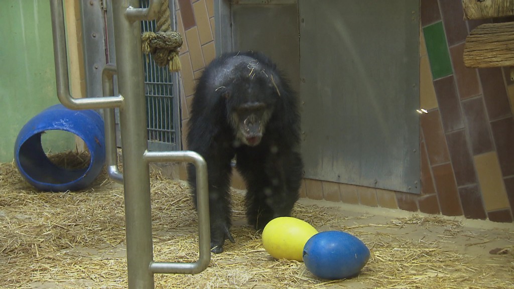 Foto: Schimpanse Jonny im Neunkircher Zoo