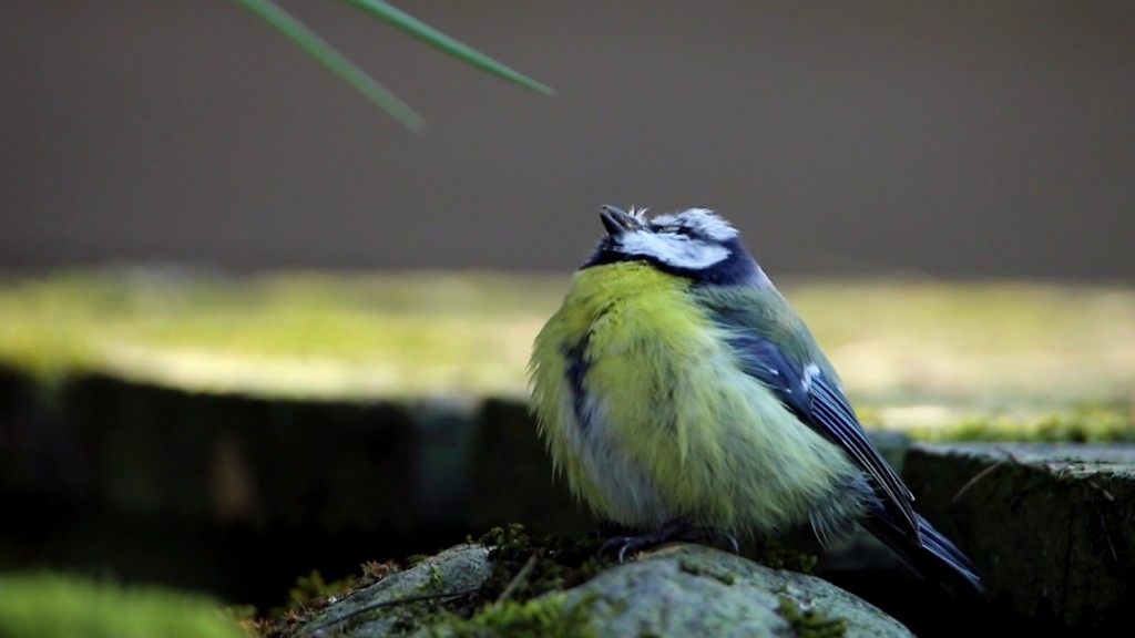 Symbolbild: ein Gartenvogel (Foto: SR Fernsehen)
