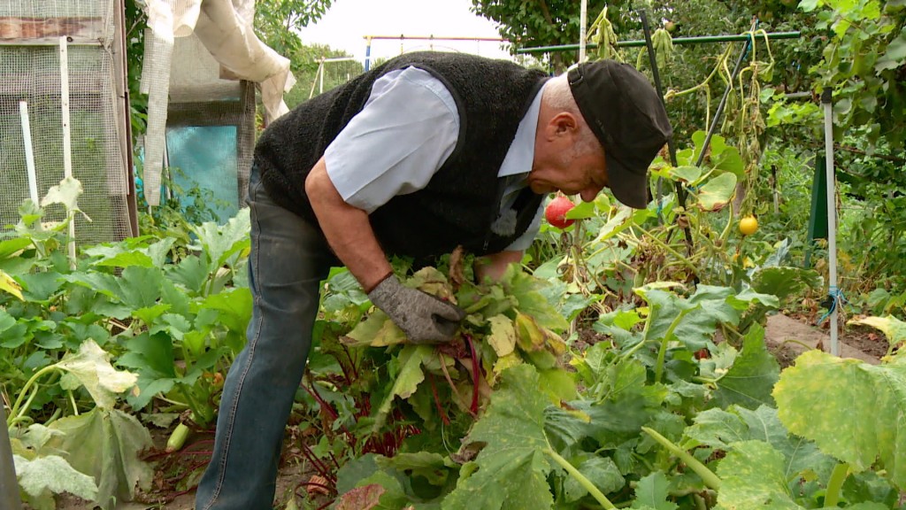 Ein Mann bei der Gartenarbeit.