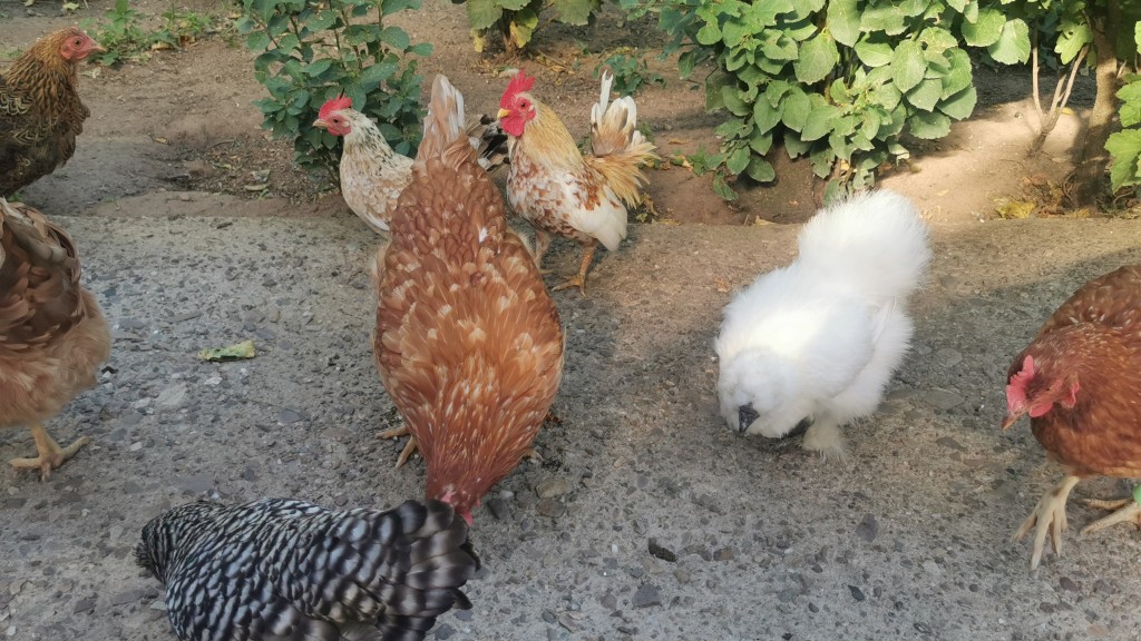 Hühner auf dem Lebenshof in Wadern