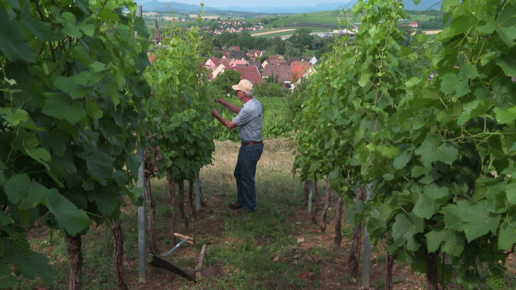 Foto: Winzer in den Weinbergen