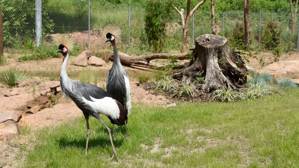 Foto: Zwei Kraniche stehen elegant in der Kranichanlage im Saarbrücker Zoo