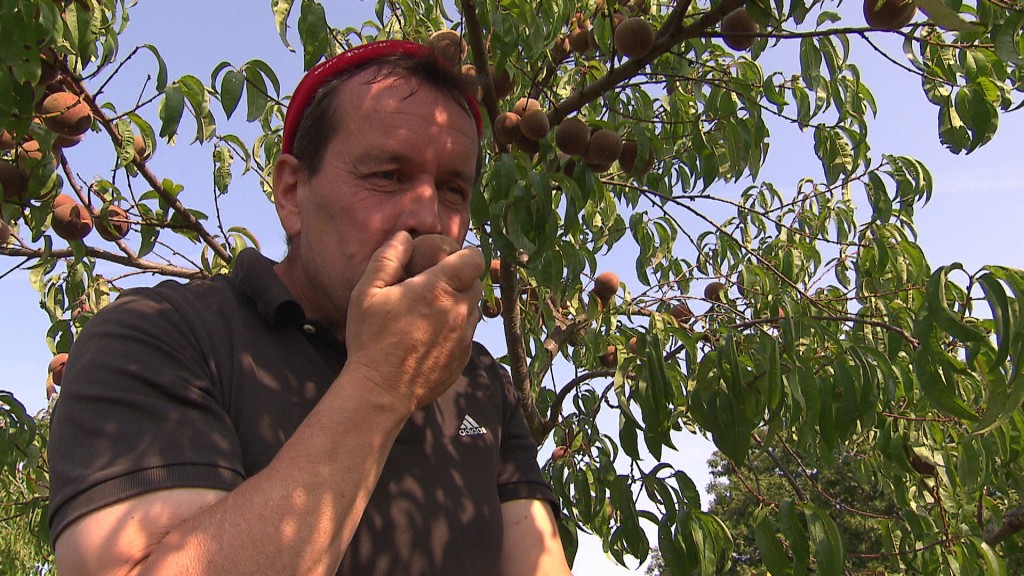Foto: Thomas Pitsch probiert einen Weinbergpfirsich