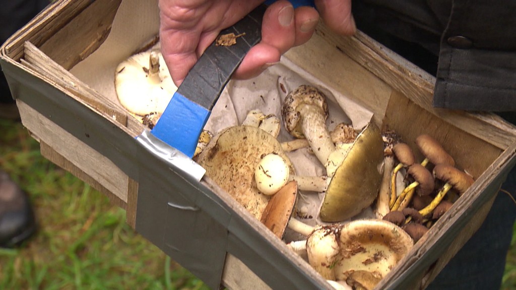 Hand mit Korb mit frisch gesammelten Pilzen