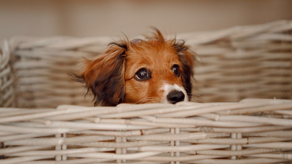 Ein Hund im Körbchen