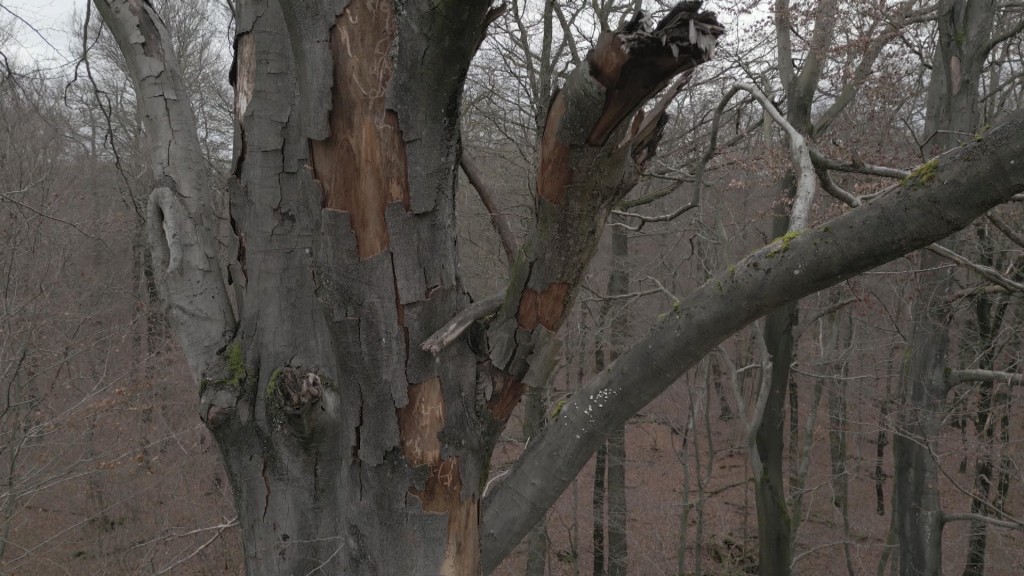 Ein Baum mit Schäden