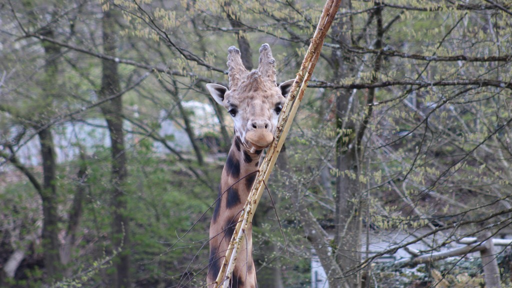 Foto: Giraffe aus dem Neunkircher Zoo