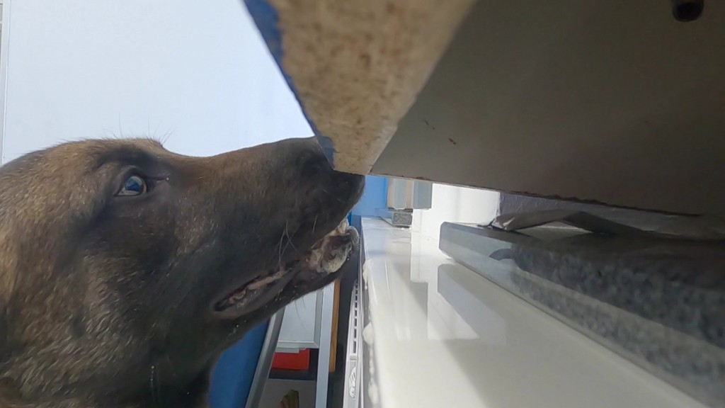 Foto: Schäferhund Ares