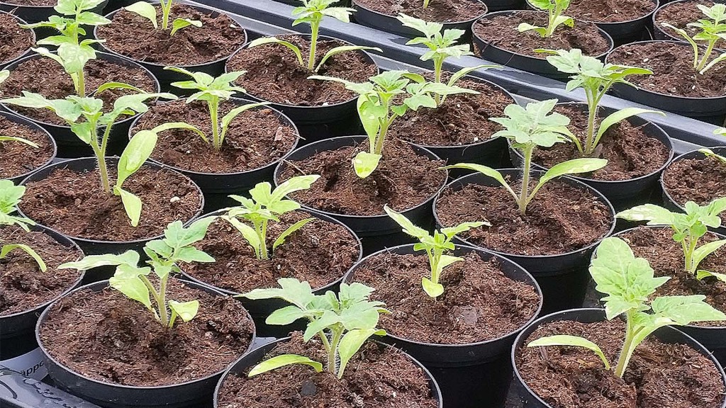 Kleine Tomatentriebe 