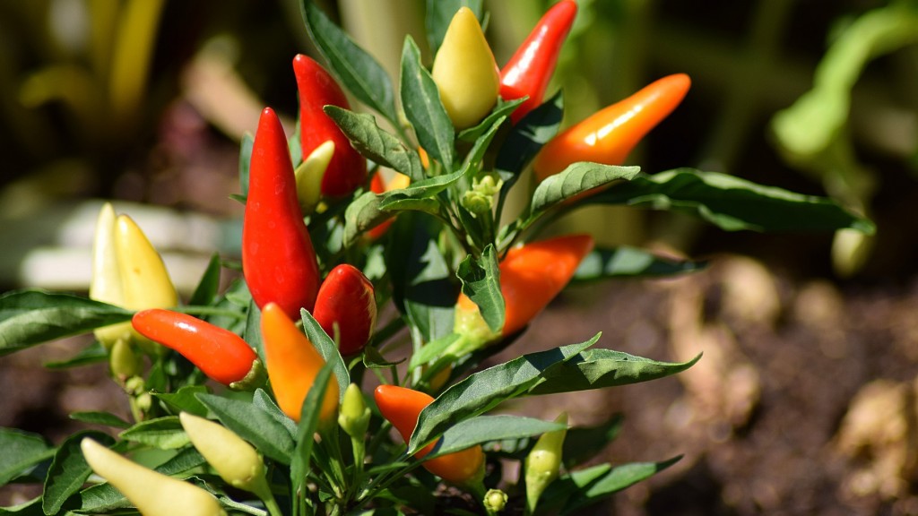 Chilipflanze 