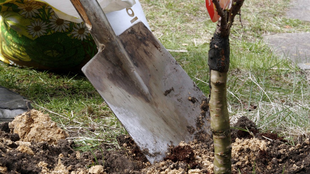 Foto: Baum wird eingepflanzt