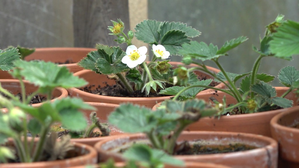 Foto: Erdbeeren wachsen im Garten der Spaniers in Tontöpfen heran.