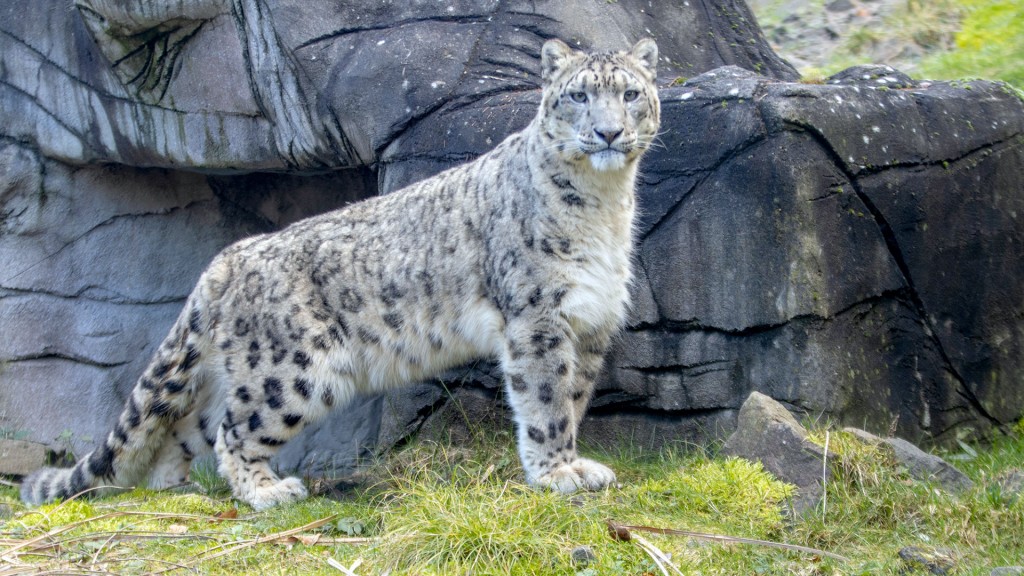 Foto: Schneeleopard Olaf im Zoo Neunkirchen