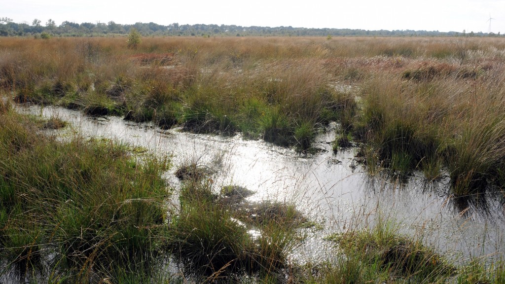 Moorlandschaft