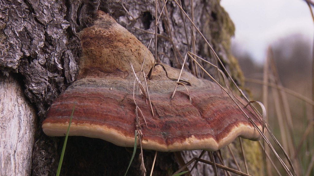Foto: Pilz an einem Baumstamm