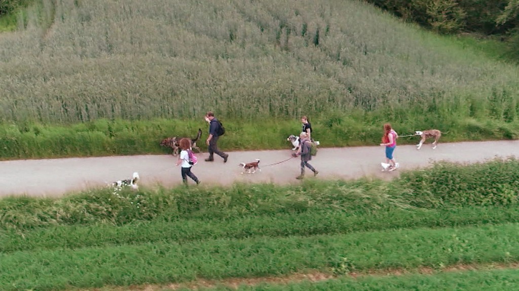 Foto: Leute und ihre Hunde auf Wanderung