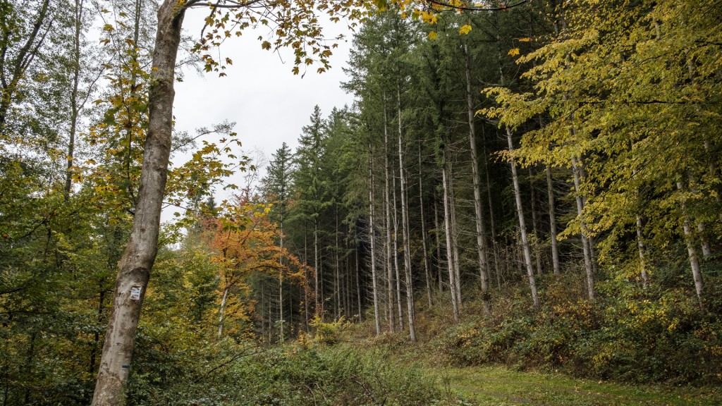 Blick in einen Wald mit mehreren kahlen Bäumen