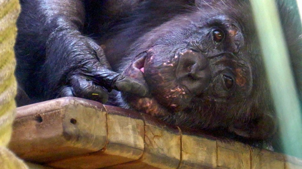 Foto: Ein Schimpanse im Saarbrücker Zoo