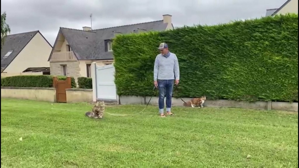 Foto: Mit der Katze Gassi gehn