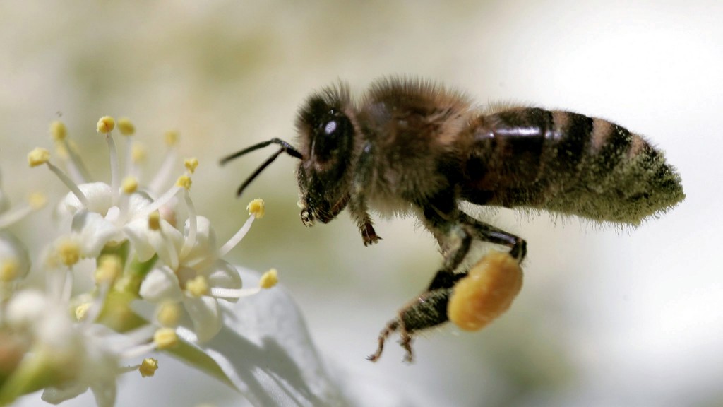 Symbolbild Insektenzählung