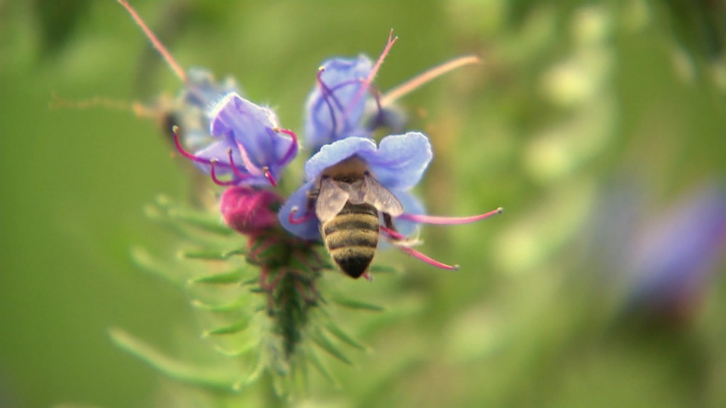 Foto: Biene in Blüte