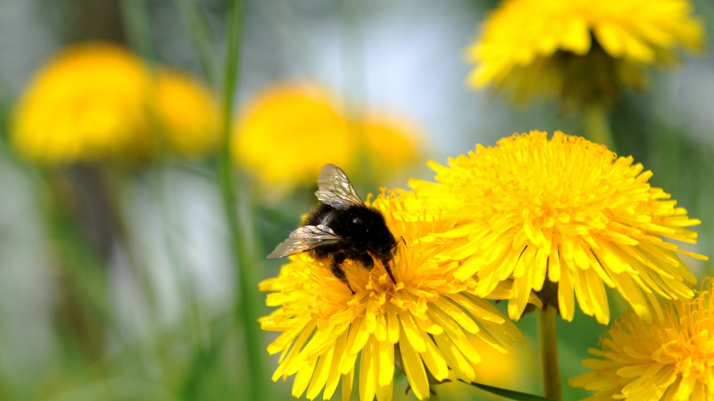 Eine Hummel auf Löwenzahnblüten