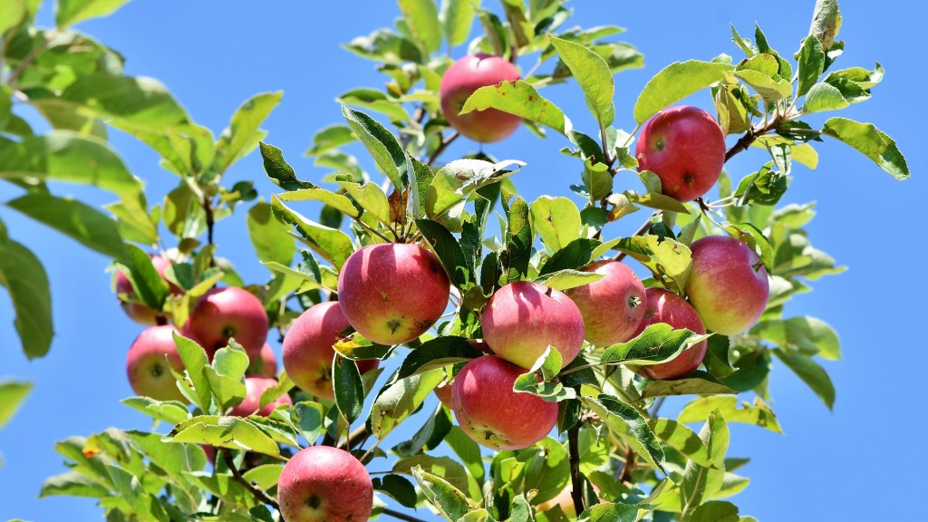 Reife Äpfel