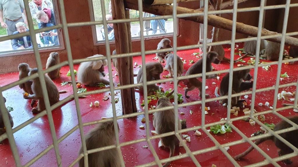 Paviane im neuen Gehege im Neunkircher Zoo