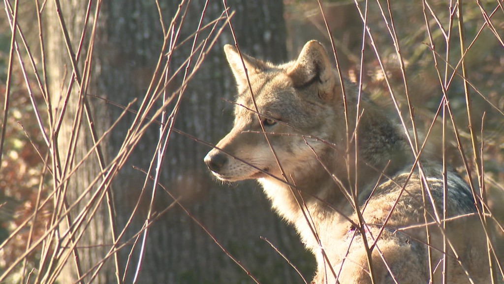 Foto: Ein Wolf im Wald