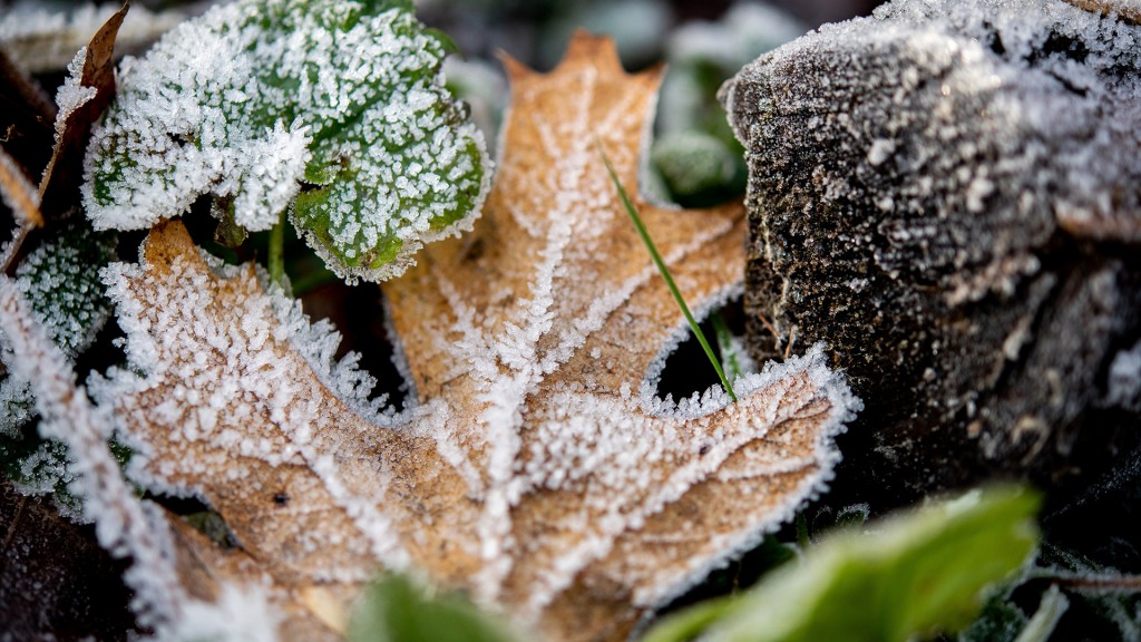 Von Frost überzogene Blätter