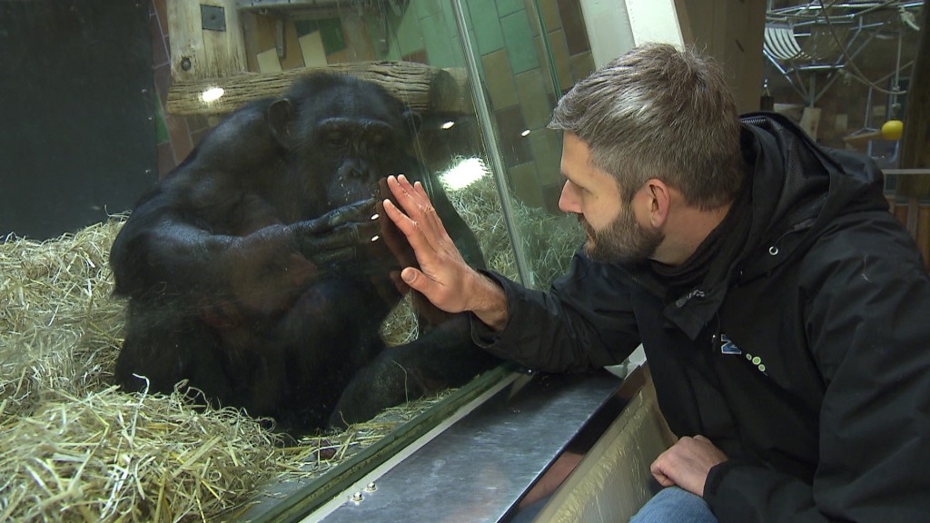 Foto: Zoodirektor Jakob Kolleck mit Schimpanse.