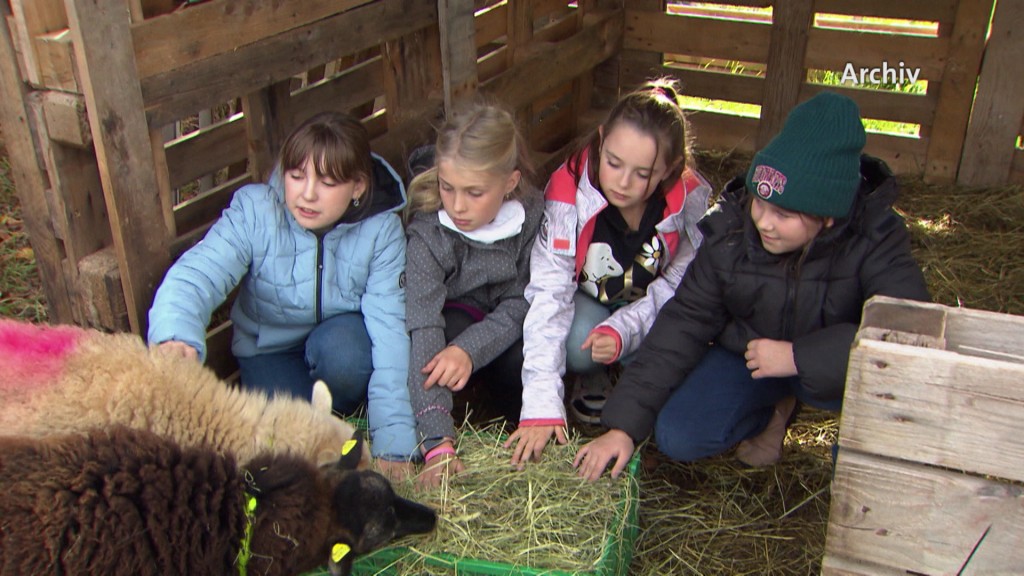 Kinder füttern Schafe