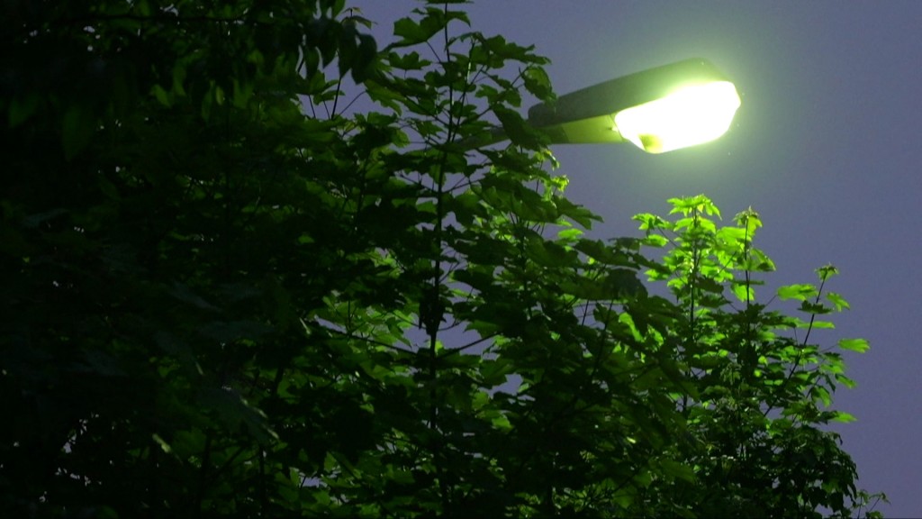 Bild: Straßenlampe bei Nacht strahlt auf Gebüsch
