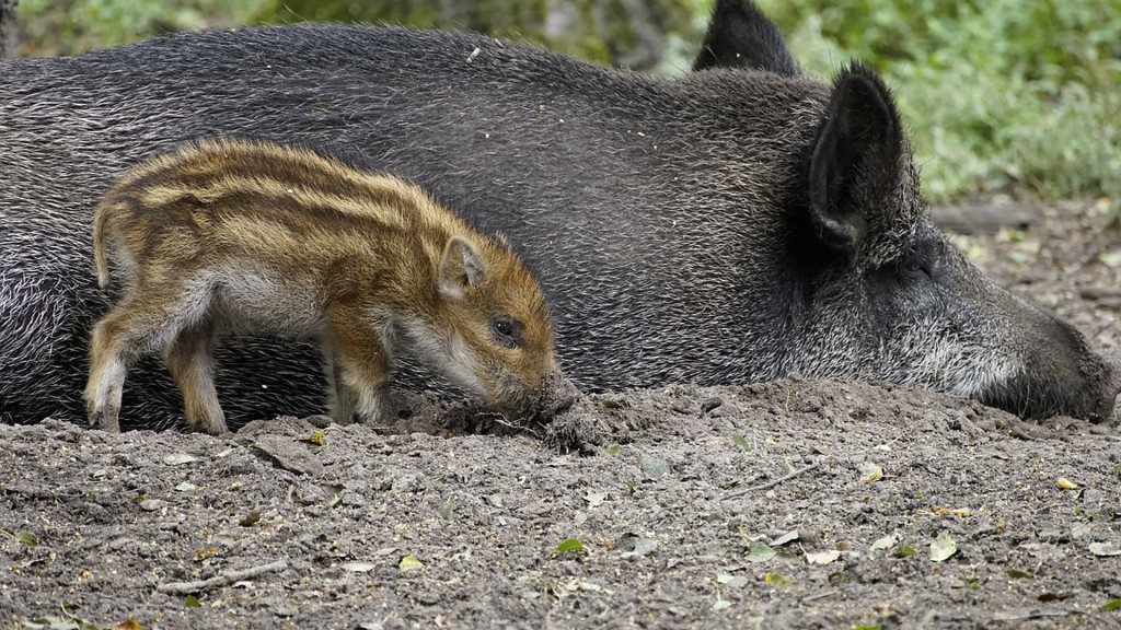 Foto: Eine liegende Wildsau mit Frischling an ihrer Seite