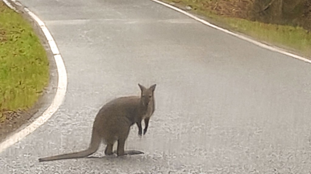 Foto: Känguru steht auf Straße