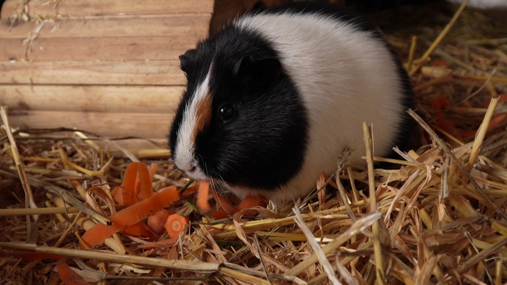 Foto: Ein Meerschweinchen knabbert an Karottenstücken.