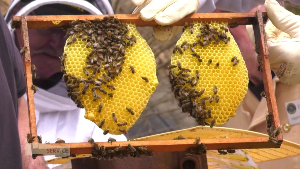 Foto: Biene an einer Bienenwabe