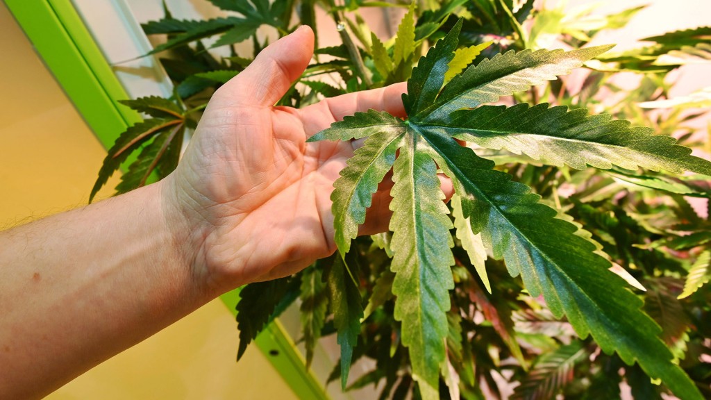Foto: Eine Hand hält das Blatt einer Hanfpflanze