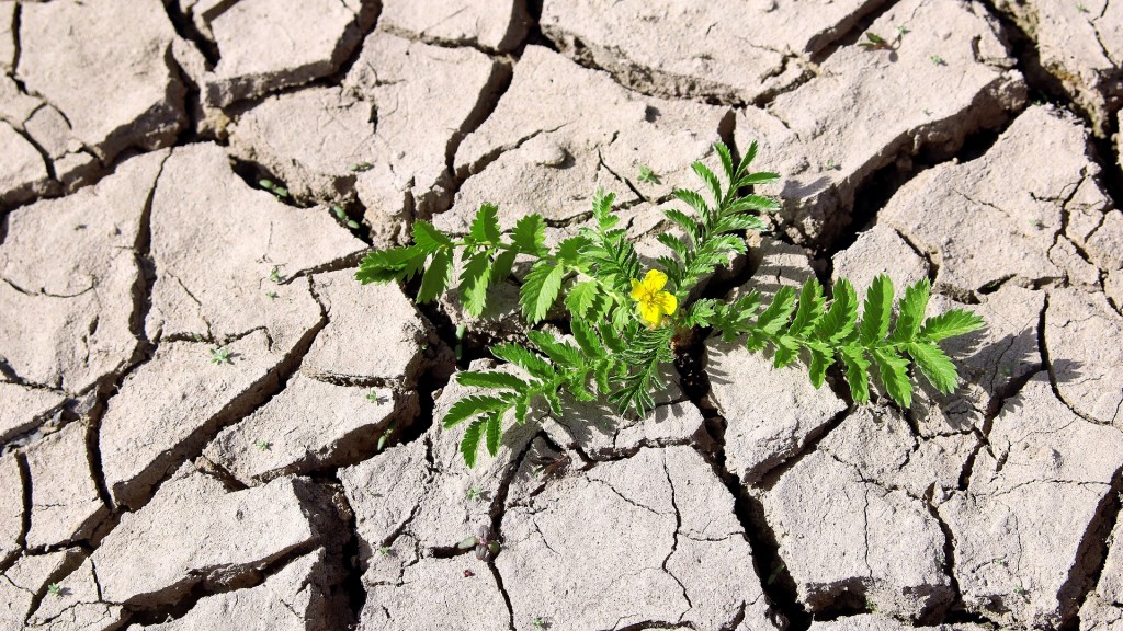 Symbolbild für Resilienz, Durchhaltevermögen: Eine blühende Pflanze im ausgetrockneten Boden