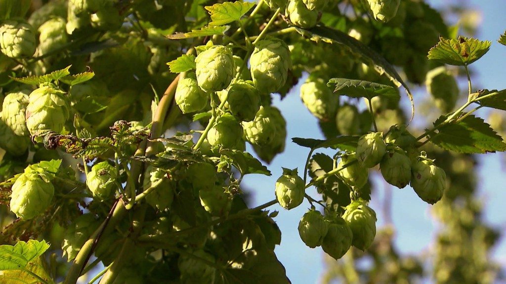 Foto: Hopfen