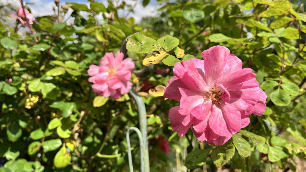 Rosa Rosen blühen im Rosengarten in Welschbach