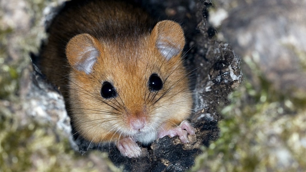 Eine Haselmaus in einer Höhle