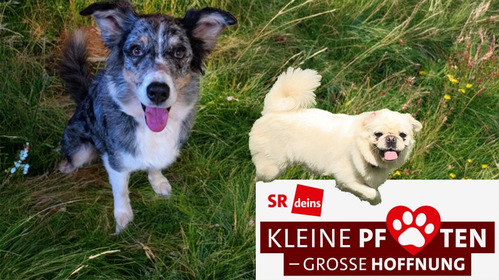 Grafik: Die Hündinnen Ruy und Nelly auf einer Wiese
