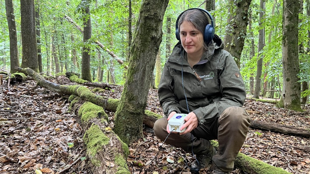 Mit dem Bodenmikrofon durch den Saarbrücker Urwald